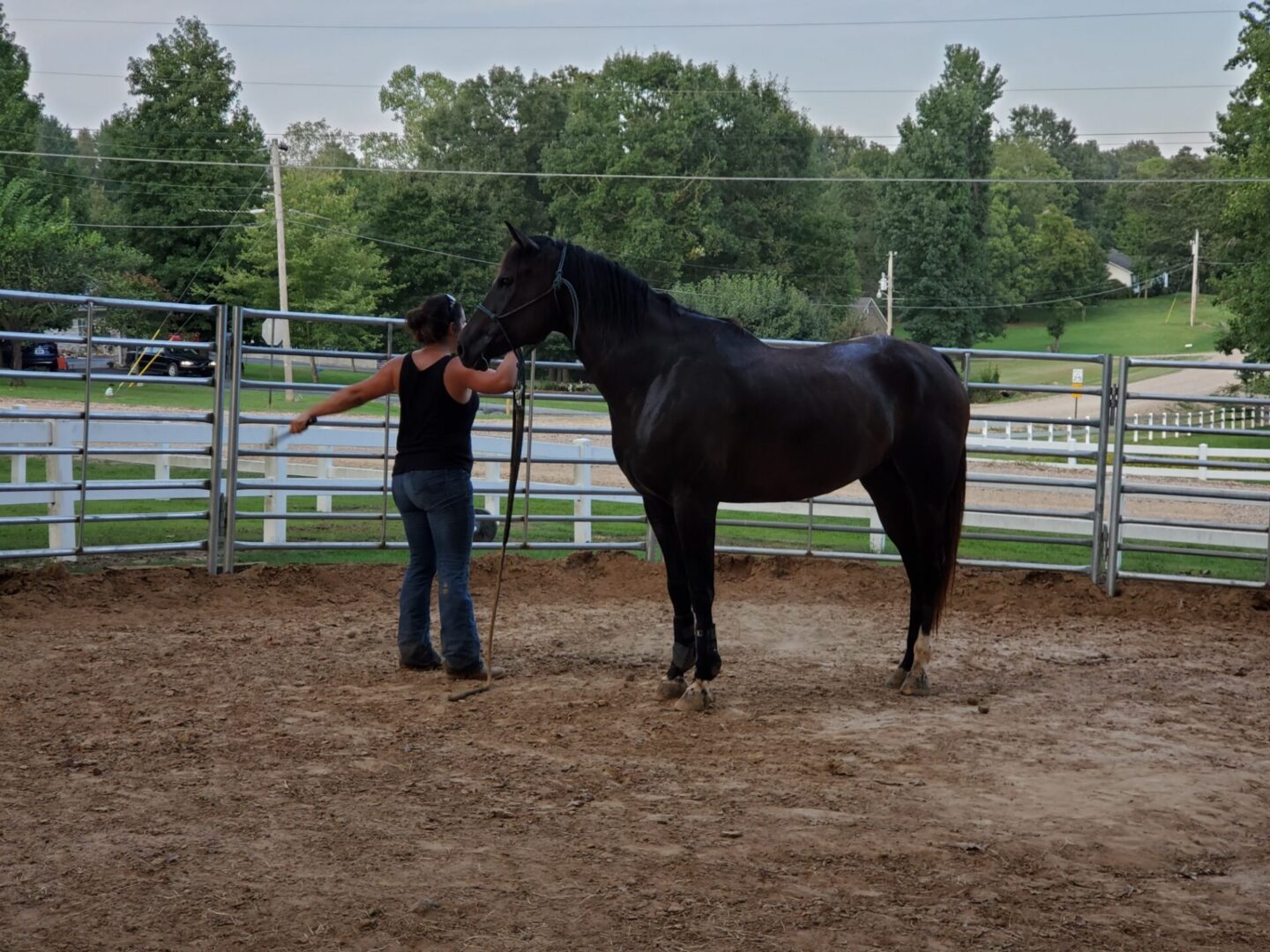 A black horse being trained