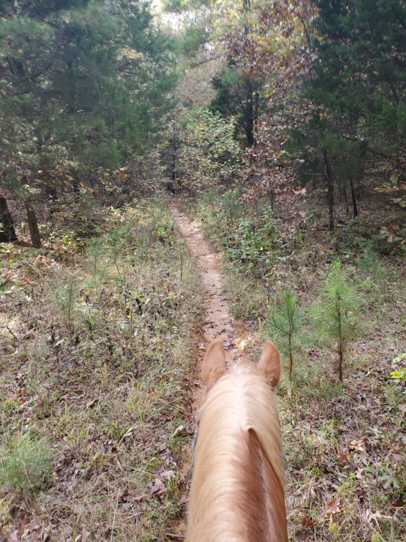 A horse walking a trail