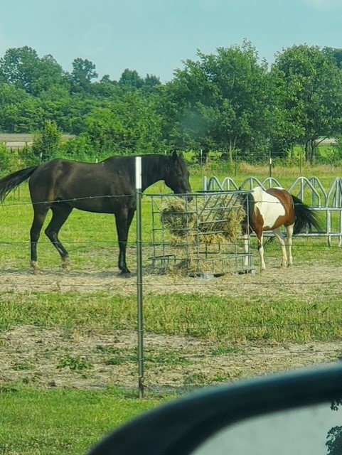 Two horses eating hey and grass